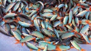 Đặc sản cá heo ở chợ cá đồng trên sông biên giới Campuchia cuối mùa nước nổi - Chợ Bắc Đai |OKDD 145