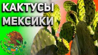 Кактусы Мексики. Самые популярные кактусы Мексики.