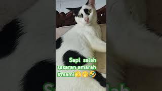 Yg hilang anak nya oneng bukan sapi #cat #kucing #anabul #kucingluculucu #shortsvideo