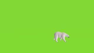 Футаж медведь на зелёном фоне
