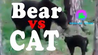 CAT Vasya VS  Bear!