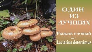 Один из лучших. Рыжик еловый - Lactarius deterrimus