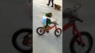 Monkey riding a cycle 