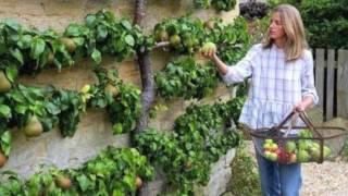 Espalier Tree