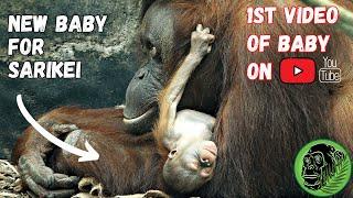 4 Day Old Baby Orangutan Born at Chester Zoo to Mum Sarikei