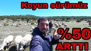 KUZULARI MERAYA SALDIK~KOYUN SÜRÜMÜZ MERAYI KAPLADI~MAŞALLAH