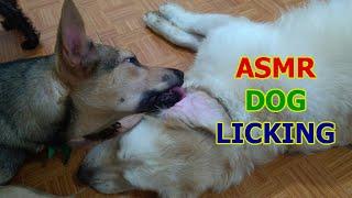 Big Dog Grooming Golden Retriever - ASMR Dog Licking