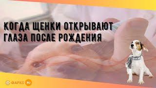 Когда щенки открывают глаза после рождения