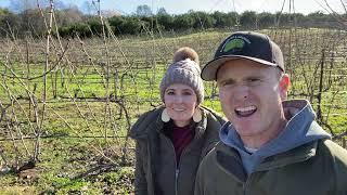 A little walk through the vines. January 2022