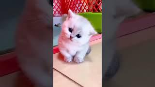 This kitten so adorable #shorts AYO SUBSCRIBE, LET'S SUBSCRIBE Vamos SUSCRÍBETE