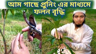 আম গাছে প্রুনিং এর মাধ্যমে ফলন বৃদ্ধি / Mango Pruning for better Yield