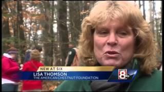 Tallest Chestnut tree in the the Americas located in Maine