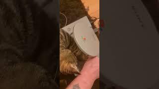 Der dicke Kater klaut sich einfach das Game aus der PS1 und nimmt es weg 