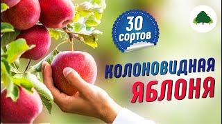 Колоновидные яблони  Коллекция 30 сортов