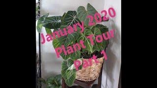 January 2020 Plant Tour: Part 1