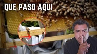 Revisión y Atención  de las Colmenas en Tiempos de Escasez de Alimento