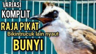 TRUCUKAN Ombyokan,trucuk bahan malas BUNYI Agar NYAUT dengar PANCINGAN Burung trucukan GACOR ropel #