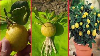 Grow lemons from lemons fruit | The easiest procedure in the world | 100% success |