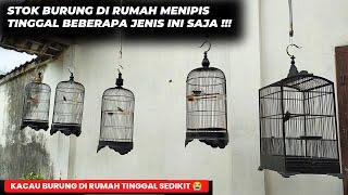 BINGUNG BAHAS APAGAK NYANGKA STOK BURUNG DI RUMAH TINGGAL BEBERAPA JENIS INI SAJA