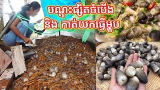 បណ្តុះផ្សិតចំបើងយកធ្វើម្ហូប How to Grow Mushrooms