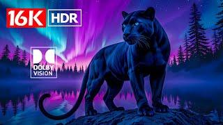 World's Best 16K Video ULTRA HD 240 FPS - Dolby Vision HDR