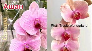 Обзор орхидей в Ашане ТЦ Мега Самара 14.11.23 - Phal. Golden River, Green Apple, Tropic Wonderland