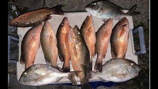 The Secret to Chum Fish for Mangrove Snapper in Miami