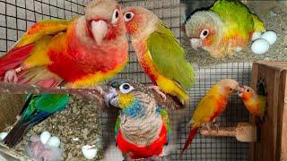 Exotic Bird And Chicks || Conure Bird & Chicks 