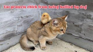 Kitten: I will raise the chick until it grows up!I will always take care of this chick.Cute animal