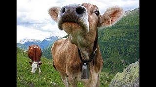Cows of Switzerland | Swiss Farmers | Heaven on earth Switzerland #swiss #cows