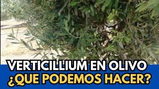 🟥 Verticillium: Porqué Aparece y Cómo Combatirlo.