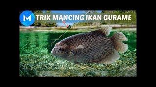 MANCING IKAN GURAME PASTI DAPAT BANYAK NIH!