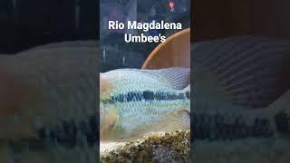 Umbee Cichlid Pair "Rio Magdalena" #umbee #cichlids #cichlasomapoweruk #umbeecichlid