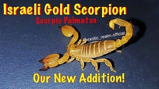 Our new addition! - Israeli Gold Scorpion, Scorpio Palmatus