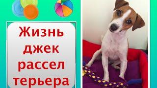 Порода джек рассел терьер. Собачья жизнь. Приколы с jack russel terrier dog Elli Di. Жизнь собак.