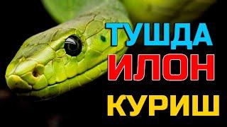 Туш табири - Тушда илон куриш