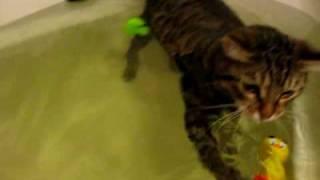 Кот купается в ванной