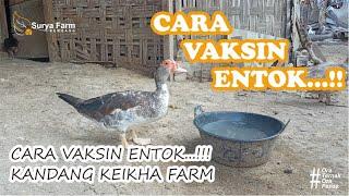 CARA VAKSIN ENTOK..!!! | Pencegahan Agar Entok Terhindar dari Penyakit