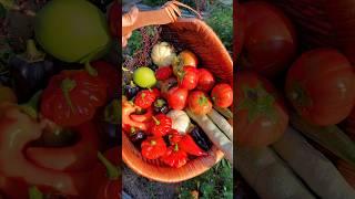 Time for a #garden #harvest! #vegetablegardening #farming