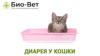 Понос у Кошки // Как Лечить Диарею У Кошек // Сеть Ветклиник БИО-ВЕТ