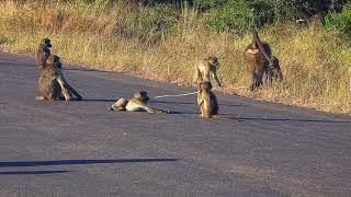 Baboons And a Grass