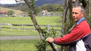 how to rejuvenate a citrus tree - part 1- Biodynamic Agriculture