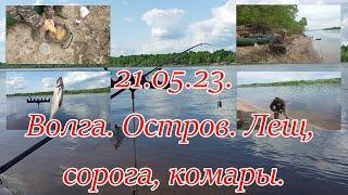 21.05.23.  Волга. Остров. Лещ, сорога, комары.