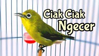 Ciak Ciak Kecial Kuning Terapi Menaikan Birahi Kecial Lain (25/06/20)