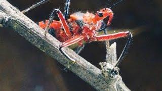 Why the Assassin Bug More Than Lives Up to Its Name