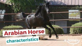 Arabian horse | characteristics, origin & disciplines