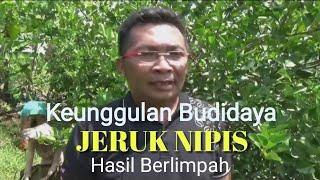 Inilah keunggulan budidaya Jeruk Nipis, mudah dan hasil berlimpah