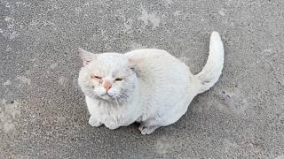 The stray cat actively flips his belly to try to gain the trust of passersby, hoping take him home.