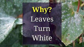 Why Leaves Get White Spots: Powdery Mildew