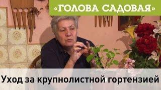 Голова садовая - Уход за крупнолистной гортензией